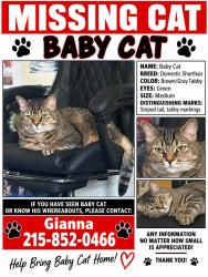 Lost Male Cat last seen Foulkrod street, Philadelphia, PA 19124
