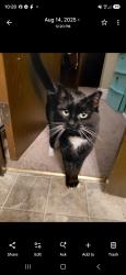 Lost Female Cat last seen Idaho and Iowa ct, Eagle, MI 48822