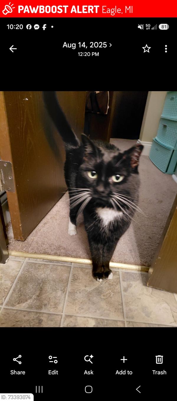 Lost Female Cat last seen Idaho and Iowa ct, Eagle, MI 48822