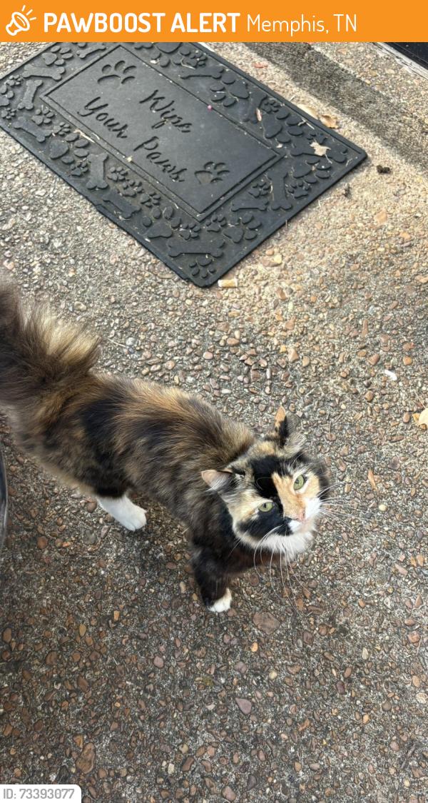 Found/Stray Unknown Cat last seen Mullins station/ Macon rd, Memphis, TN 38134