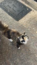 Found/Stray Unknown Cat last seen Mullins station/ Macon rd, Memphis, TN 38134