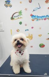 Reunited Female Dog last seen Ramona, El Monte, CA 91732