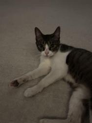 Found/Stray Unknown Cat last seen Breckenridge forest, Spring, TX 77373