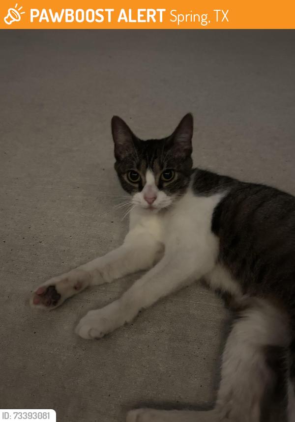 Found/Stray Unknown Cat last seen Breckenridge forest, Spring, TX 77373