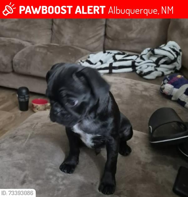 Lost Male Dog last seen Near McKnight ave ne, Albuquerque, NM 87119