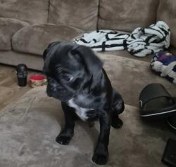 Lost Male Dog last seen Near McKnight ave ne, Albuquerque, NM 87119