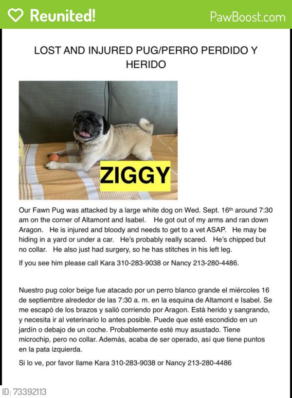 Reunited Male Dog last seen Altamont St and Isabel St, Los Angeles, CA 90065