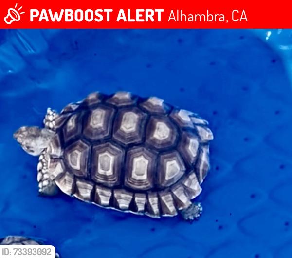 Lost Male Reptile last seen Commomwealth or Hidalgo, Alhambra, CA 91801