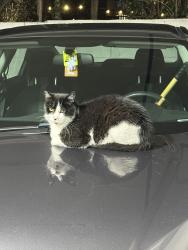 Found/Stray Unknown Cat last seen Garage of watergate community, Emeryville, CA 94608