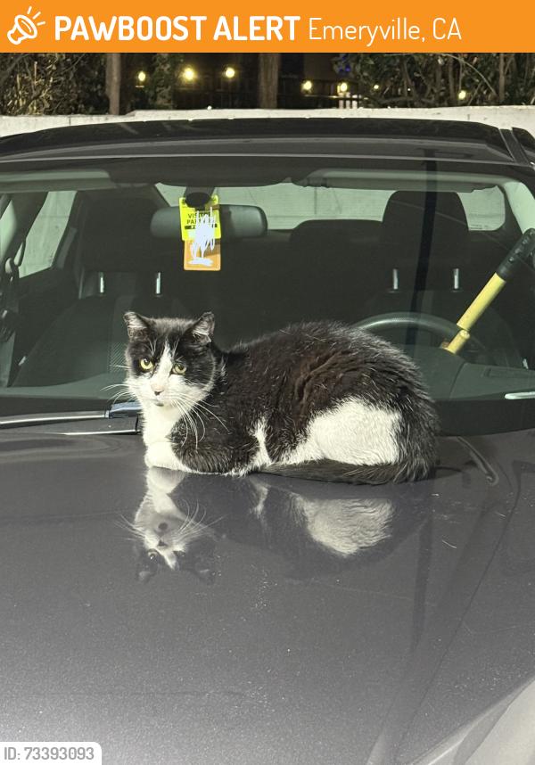 Found/Stray Unknown Cat last seen Garage of watergate community, Emeryville, CA 94608