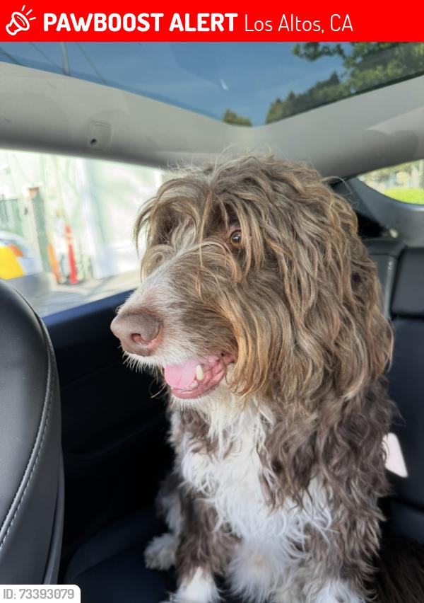 Lost Male Dog last seen Loucks Ave Los Altos, Los Altos, CA 94022
