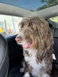 Lost Male Dog last seen Loucks Ave Los Altos, Los Altos, CA 94022