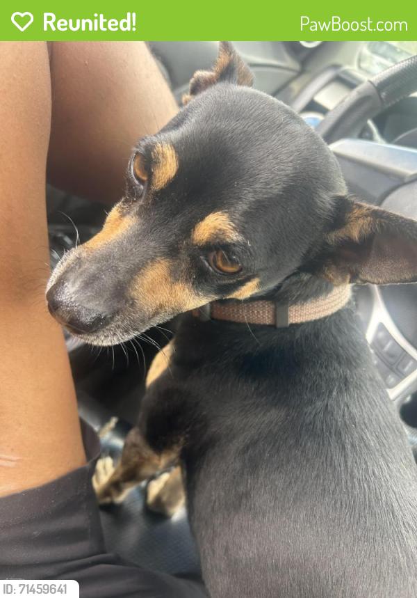 Reunited Male Dog last seen Costco wholesale Norwalk ca, Norwalk, CA 90650