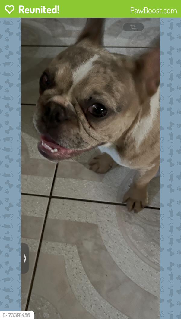 Reunited Male Dog last seen Buttonwood Street, Colton, CA 92324