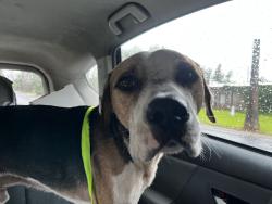 Found/Stray Male Dog last seen 28th st and Thomas, Phoenix, AZ 85016