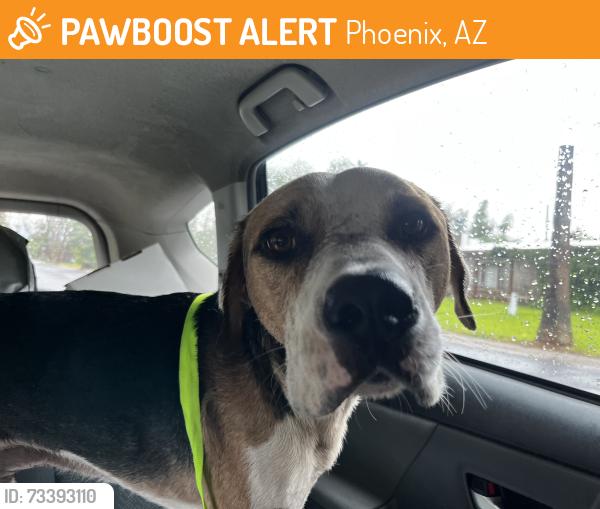Found/Stray Male Dog last seen 28th st and Thomas, Phoenix, AZ 85016