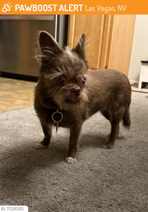 Found/Stray Female Dog last seen Canyon Willow gated community, Las Vegas, NV 89122