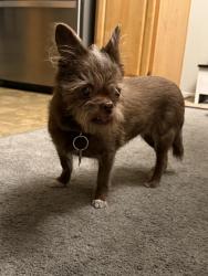 Found/Stray Female Dog last seen Canyon Willow gated community, Las Vegas, NV 89122