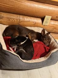 Lost Male Dog last seen Near Tom Miller Rd 30620, Barrow County, GA 30620