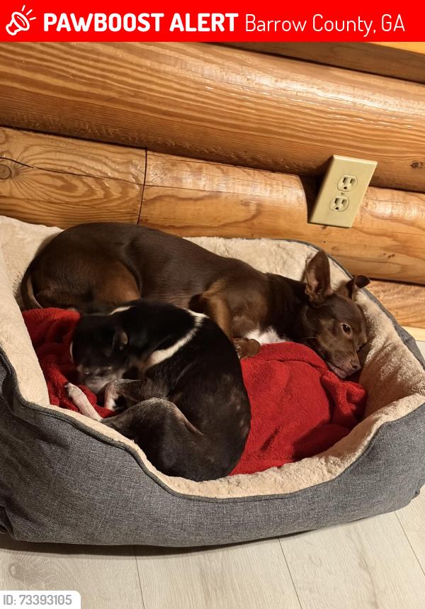 Lost Male Dog last seen Near Tom Miller Rd 30620, Barrow County, GA 30620