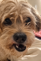 Reunited Male Dog last seen Knott & Lincoln, apmts near Public Storage, Anaheim, CA 92804