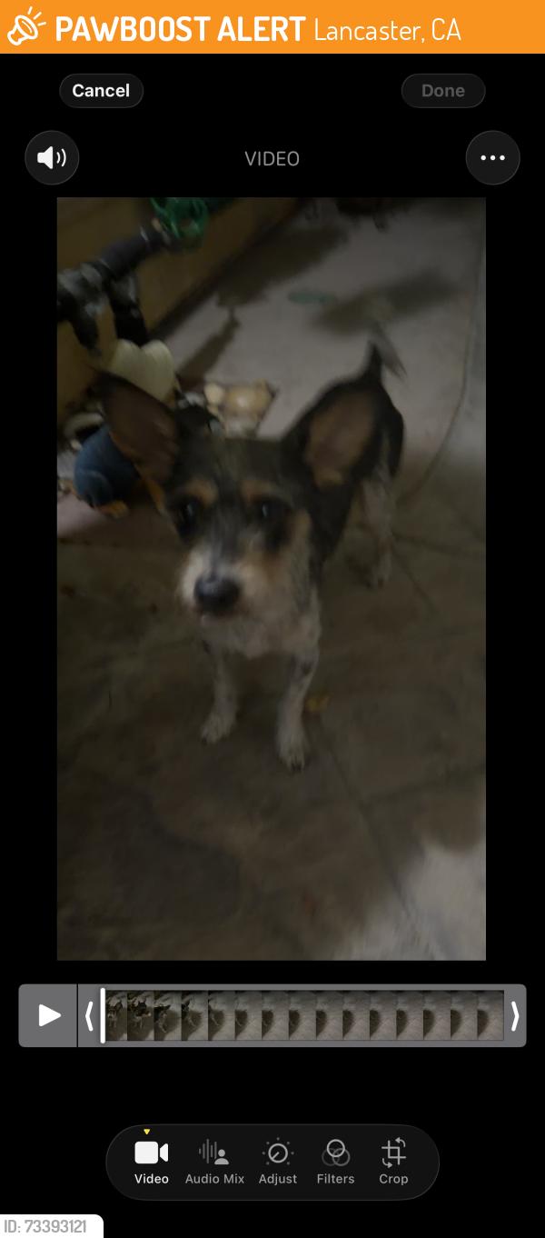 Found/Stray Male Dog last seen w ave h4 lancaster ca 93534, Lancaster, CA 93534