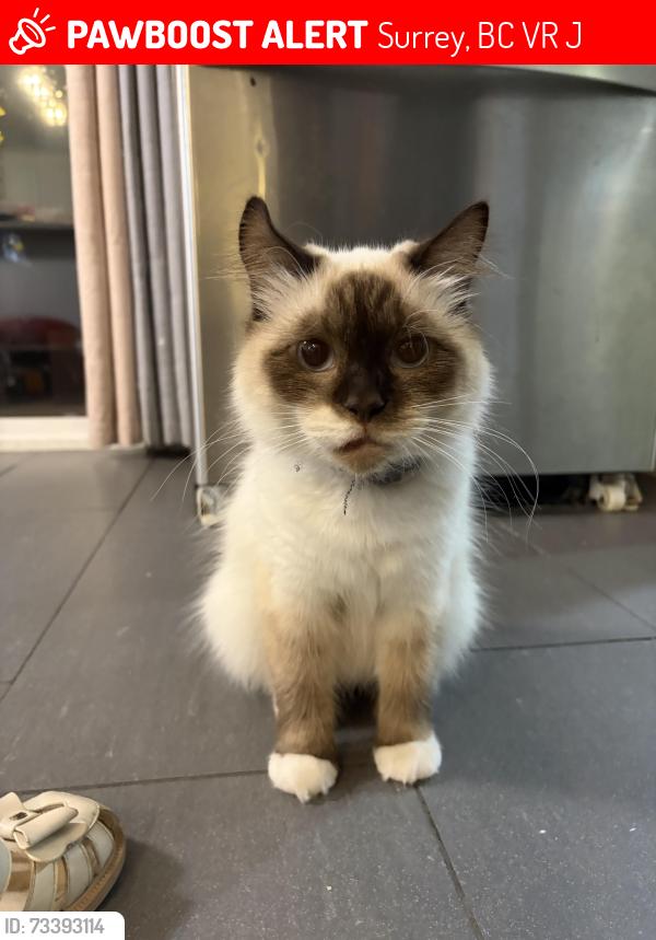 Lost Female Cat last seen Near st and 110 ave intersection, Surrey, BC V3R 6J9