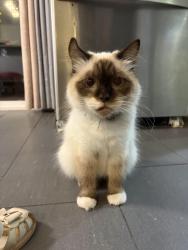 Lost Female Cat last seen Near st and 110 ave intersection, Surrey, BC V3R 6J9