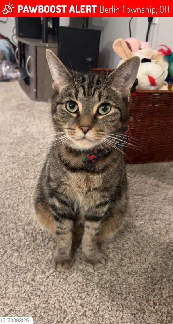 Lost Male Cat last seen Greenery Neighborhood, Berlin Township, OH 43035