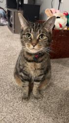 Lost Male Cat last seen Greenery Neighborhood, Berlin Township, OH 43035