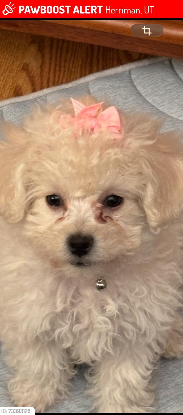 Lost Female Dog last seen Herriman, Herriman, UT 84096