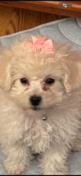 Lost Female Dog last seen Herriman, Herriman, UT 84096