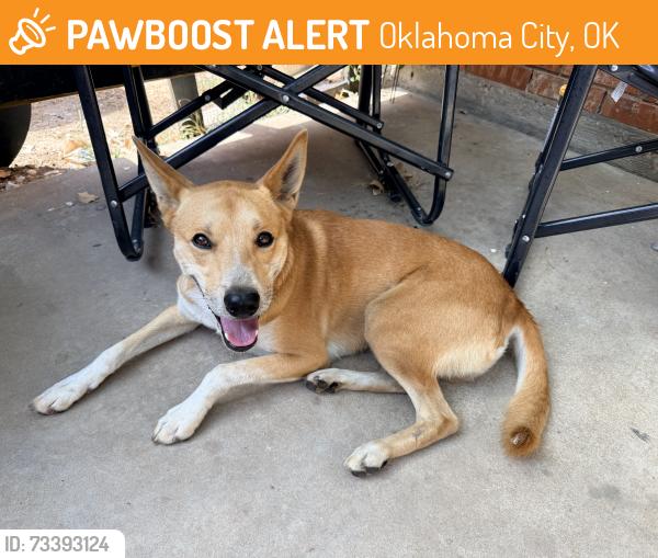 Found/Stray Male Dog last seen Will rogers airport, Oklahoma City, OK 73159