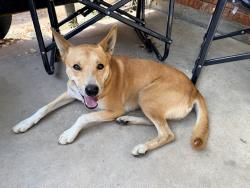 Found/Stray Male Dog last seen Will rogers airport, Oklahoma City, OK 73159