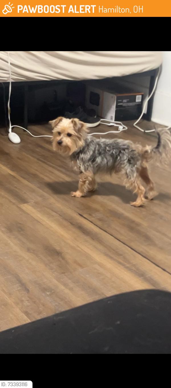 Found/Stray Male Dog last seen Right outside my hse, Hamilton, OH 45011