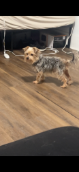 Found/Stray Male Dog last seen Right outside my hse, Hamilton, OH 45011