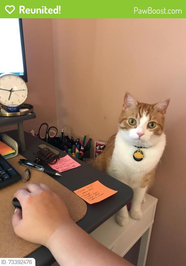 Reunited Male Cat last seen Walnut st, Bremerton, WA 98310