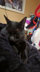 Found/Stray Unknown Cat last seen Oyster point marina, South San Francisco, CA 94080