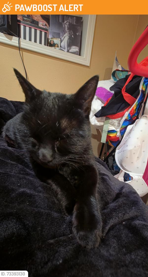 Found/Stray Unknown Cat last seen Oyster point marina, South San Francisco, CA 94080