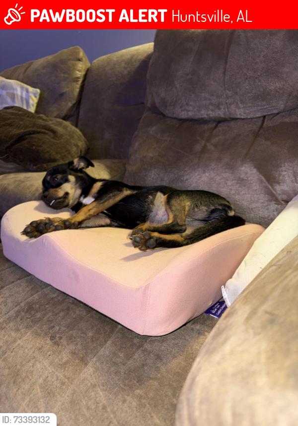 Lost Female Dog last seen Slate dr., Huntsville, AL 35803
