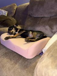 Lost Female Dog last seen Slate dr., Huntsville, AL 35803