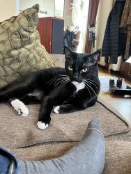 Reunited Male Cat last seen Welborn and Kite, San Diego, CA 92103