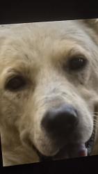 Lost Male Dog last seen Aldine Westfield and skinner, Houston, TX 77093