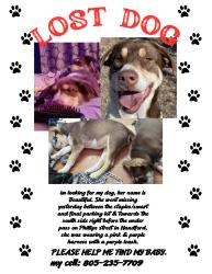 Lost Female Dog last seen smart & final parking lot and on Phillips st, Hanford, CA 93230