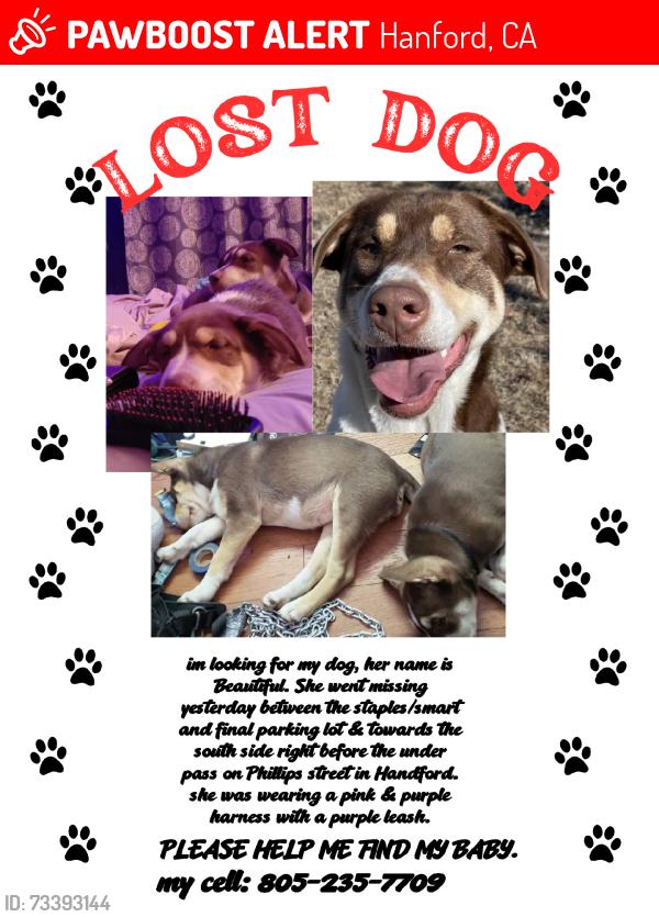 Lost Female Dog last seen smart & final parking lot and on Phillips st, Hanford, CA 93230