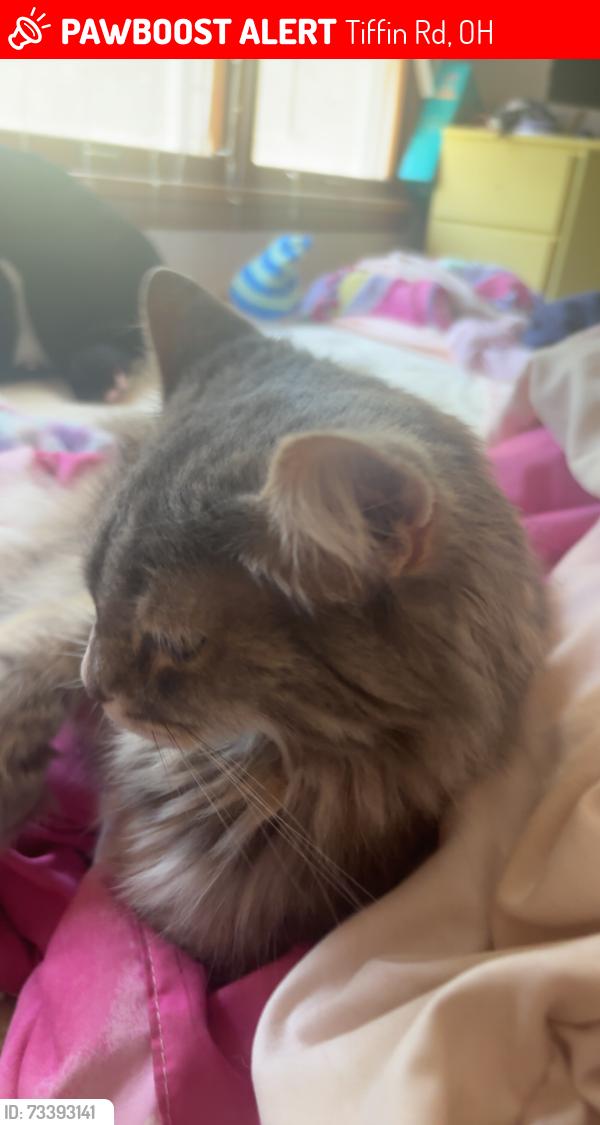Lost Female Cat last seen Tiffin road fremont Ohio, Tiffin Rd, OH 43420