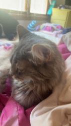 Lost Female Cat last seen Tiffin road fremont Ohio, Tiffin Rd, OH 43420