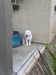 Found/Stray Male Dog last seen Catlin St and Parks Rd, Fullerton, CA 92833