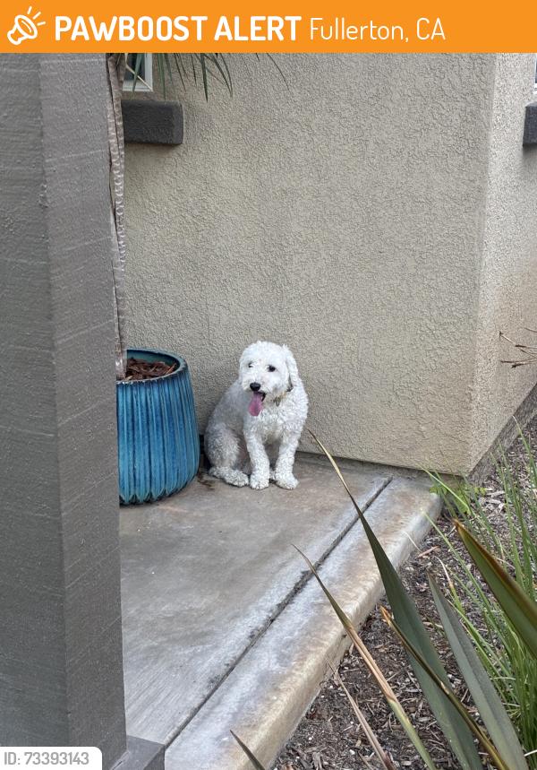 Found/Stray Male Dog last seen Catlin St and Parks Rd, Fullerton, CA 92833