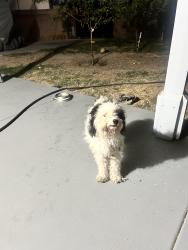 Found/Stray Unknown Dog last seen Between avenue J and ave K near division street, Lancaster, CA 93535